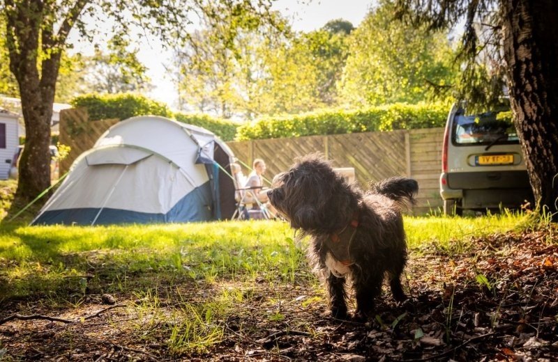 Campingplatz in Belgien mit Hund in der Natur
